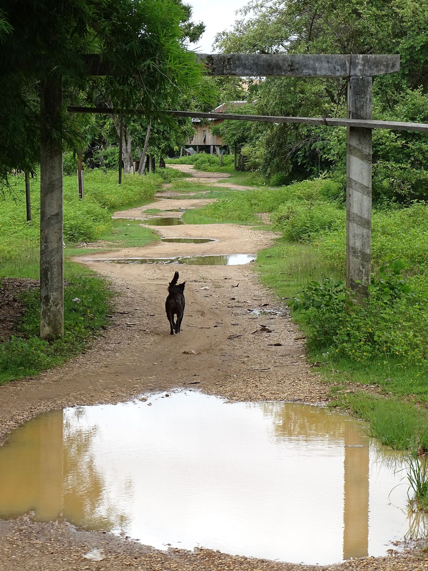 A village dog in rural Cambodia