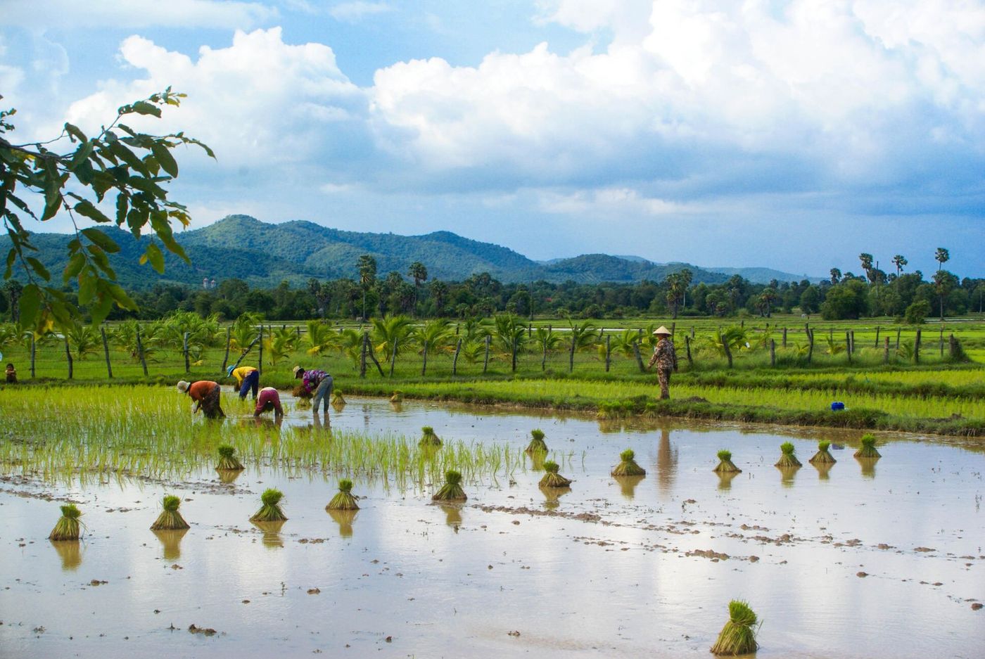 Investment opportunities in Cambodia’s agricultural sector.
