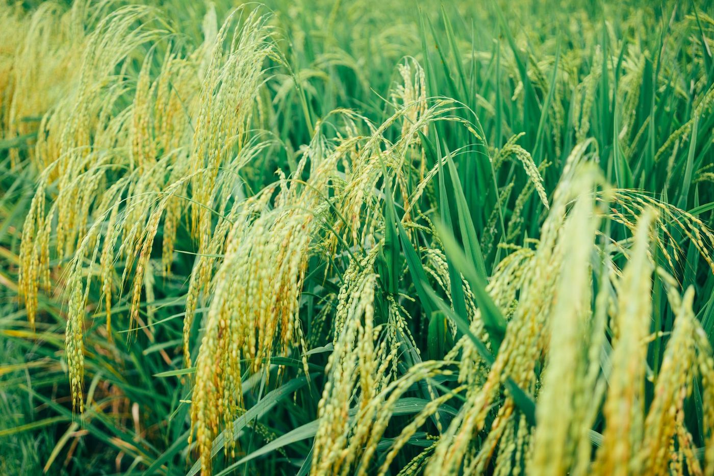 Cambodia: A Leading Rice Producer with Ambitious Export Goals