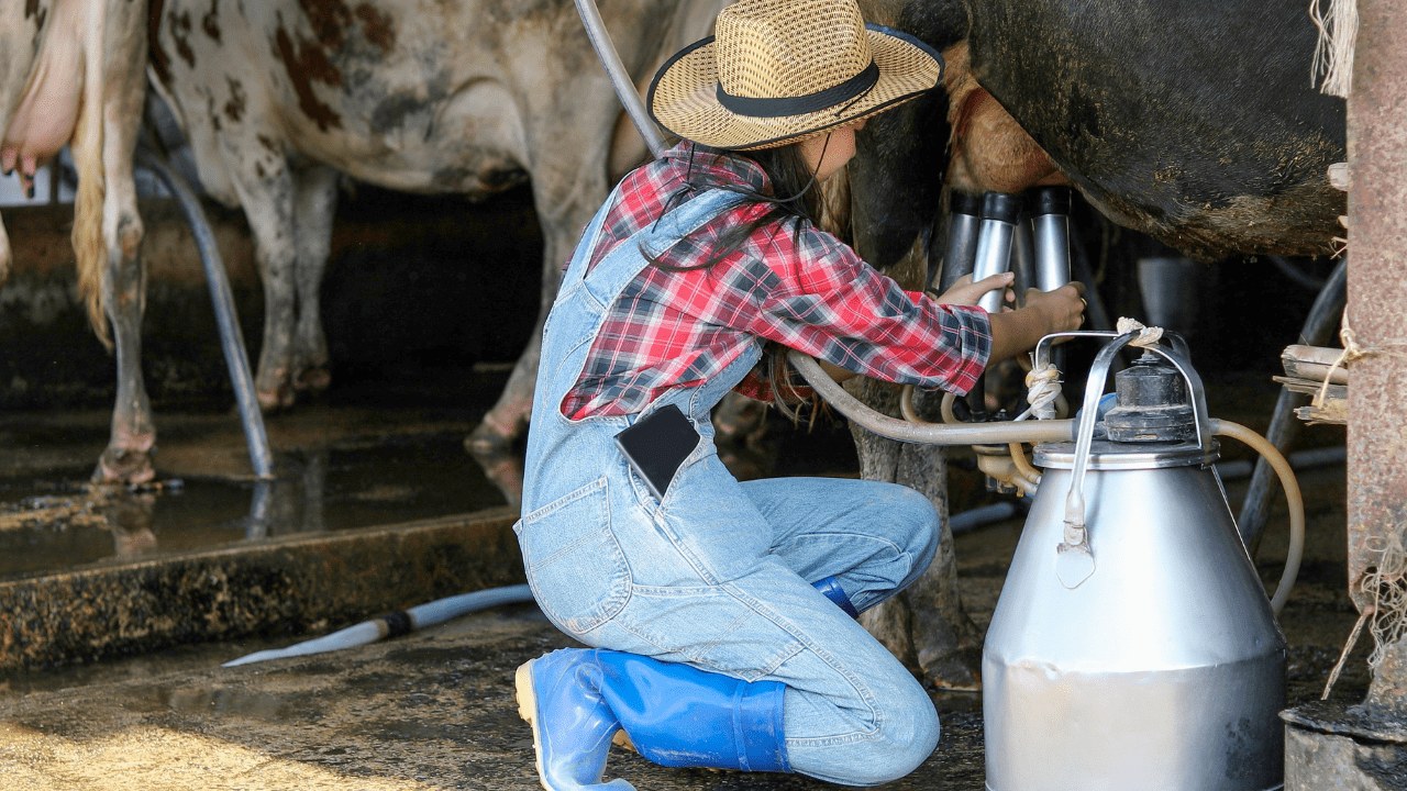 Thriving Amidst Challenges: Cambodia’s Dairy Industry Grows with Promise