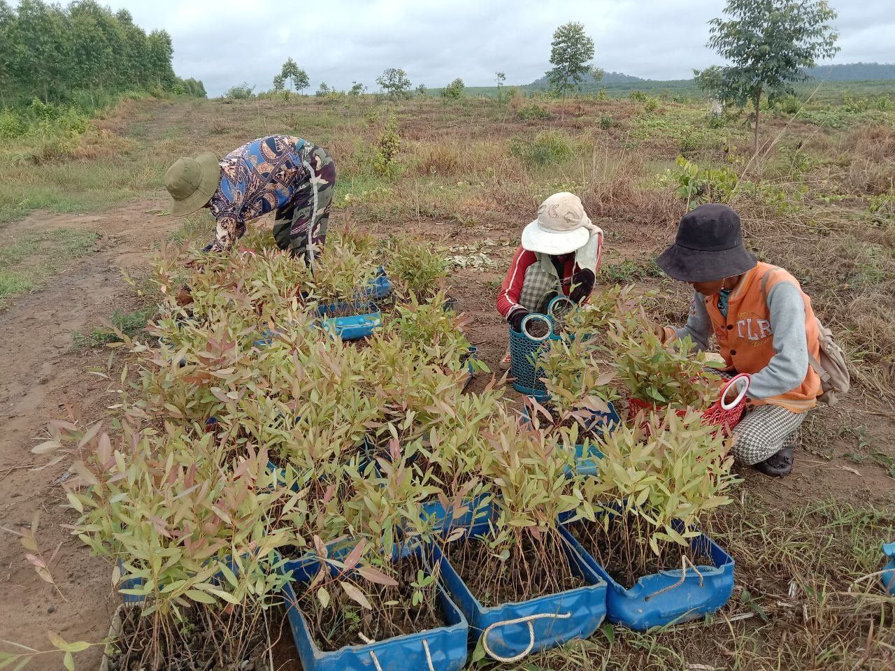 Angkor Plywood Group: Leading Sustainable Development and Community Empowerment