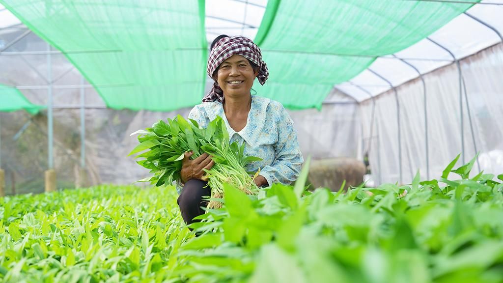 A Cambodian farmer harvesting leafy greens in a greenhouse