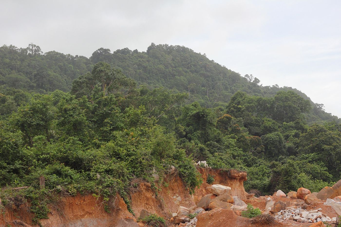 Coastal forest in Ream National Park, Preah Sihanouk province